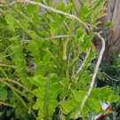 Devil's Backbone Variegated Flower Live Plant Rare - Plant for Your Home Garden