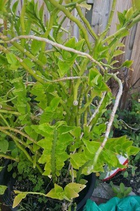 Devil's Backbone Variegated Flower Live Plant Rare - Plant for Your Home Garden
