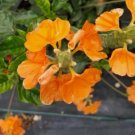 Orange Crossandra Flower Live Plant Rare - Plant for Your Home Garden