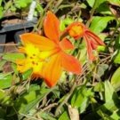 ORANGE YELLOW EPIDENDRUM ORCHID Flower Live Plant Rare - Plant for Your Home Garden