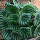 Peperomia Watermelon Starter Flower Live Plant Rare - Plant for Your Home Garden