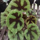 Begonia Masoniana Iron Cross Flower Live Plant Rare - Plant for Your Home Garden
