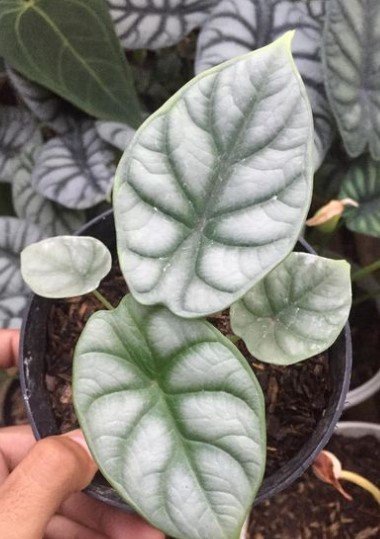 Alocasia 'Silver Dragon' Badinga Flower Live Plant Rare - Plant for Your Home Garden