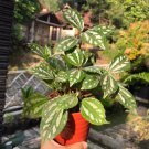 Pilea Cadierei 'Aluminum Plant' Flower Live Plant Rare - Plant for Your Home Garden