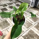 Syngonoum Mojito Flower Live Plant Rare - Plant for Your Home Garden