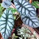 alocasia dragon silver Flower Live Plant Rare - Plant for Your Home Garden