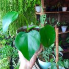 Philodendron Rugosum Flower Live Plant Rare - Plant for Your Home Garden
