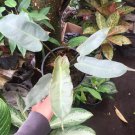 Philodendron silver sword (hastatum) Flower Live Plant Rare - Plant for Your Home Garden