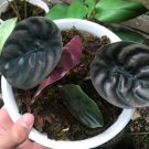 Alocasia Cuprea Houseplants Flower Live Plant Rare - Plant for Your Home Garden