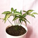 Syngonium little star Houseplants Flower Live Plant Rare - Plant for Your Home Garden