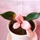 Philodendron Pink Congo Houseplants Flower Live Plant Rare - Plant for Your Home Garden