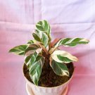 Calathea Fusion White Houseplants Flower Live Plant Rare - Plant for Your Home Garden