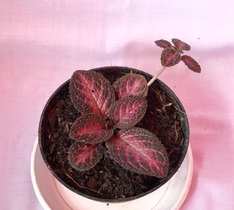 Episcia Strawberry Mist African Flame Flower Live Plant Rare - Plant for Your Home Garden