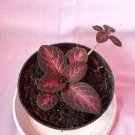 Episcia Strawberry Mist African Flame Flower Live Plant Rare - Plant for Your Home Garden
