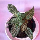 Fittonia verschaffeltii Flower Live Plant Rare - Plant for Your Home Garden
