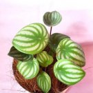 Peperomia argyreia 'Watermelon' Houseplants Flower Live Plant Rare - Plant for Your Home Garden