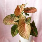 Syngonium Pink Flecked Variegated Houseplants Flower Live Plant Rare - Plant for Your Home Garden