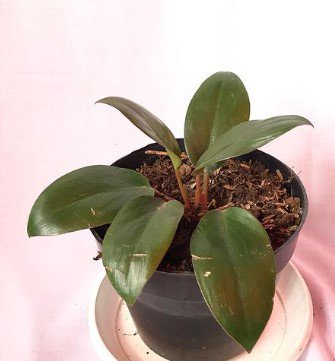 Philodendron Congo rojo Houseplants Flower Live Plant Rare - Plant for Your Home Garden