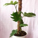 Philodendron Mottled Dragon Houseplants Flower Live Plant Rare - Plant for Your Home Garden