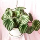 Peperomia watermelon Indoor Houseplants Flower Live Plant Rare - Plant for Your Home Garden