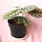 Alocasia Baginda dragon scale Houseplants Flower Live Plant Rare - Plant for Your Home Garden