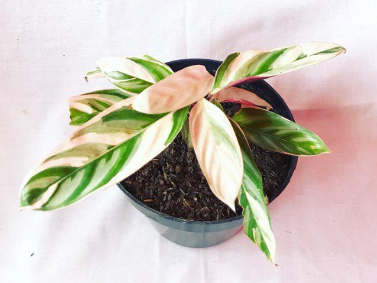 TRIOSTAR Stromanthe Houseplants Flower Live Plant Rare - Plant for Your Home Garden