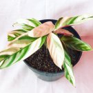 TRIOSTAR Stromanthe Houseplants Flower Live Plant Rare - Plant for Your Home Garden