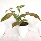 syngonium pink Splash Houseplants Flower Live Plant Rare - Plant for Your Home Garden