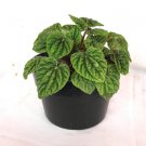 Peperomia 'Emerald Ripple' Houseplants Flower Live Plant Rare - Plant for Your Home Garden