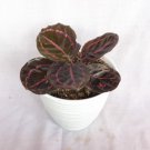 Calathea Roseopicta Dottie Houseplants Flower Live Plant Rare - Plant for Your Home Garden