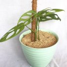 monstera adansoni Houseplants Flower Live Plant Rare - Plant for Your Home Garden