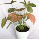 Rare Syngonium Neon Houseplants Flower Live Plant Rare - Plant for Your Home Garden
