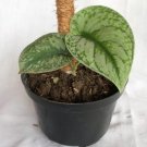 Scindapsus exotica Houseplants Flower Live Plant Rare - Plant for Your Home Garden