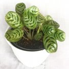 Calathea makoyana Houseplants Flower Live Plant Rare - Plant for Your Home Garden