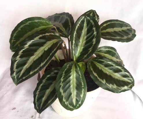 Calathea Silver Back Houseplants Flower Live Plant Rare - Plant for Your Home Garden