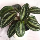 Calathea Silver Back Houseplants Flower Live Plant Rare - Plant for Your Home Garden