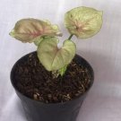 Syngonium Mango Allusion Houseplants Flower Live Plant Rare - Plant for Your Home Garden