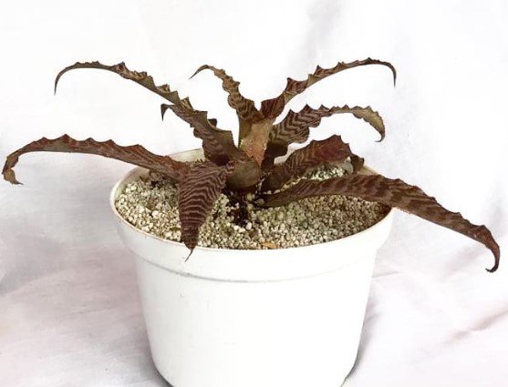 Bromeliad Cryptanthus Absolute Zero Tiger Flower Live Plant Rare - Plant for Your Home Garden