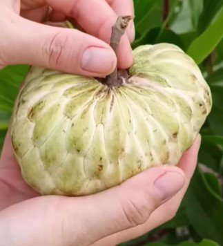 Sugar Apple Sweetsop Annona Squamosa garden Fruit Live Plant Rare - Plant for Your Home Garden