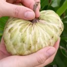 Sugar Apple Sweetsop Annona Squamosa garden Fruit Live Plant Rare - Plant for Your Home Garden