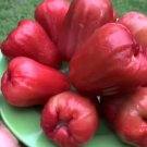 Red Jambu Wax pumerose pomarosa garden Fruit Live Plant Rare - Plant for Your Home Garden