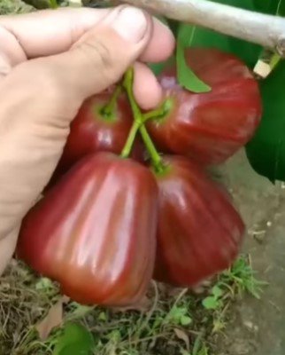 Red Wax apple garden Fruit Live Plant Rare - Plant for Your Home Garden