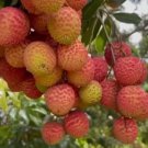 Large Sweetheart Lychee garden Fruit Live Plant Rare - Plant for Your Home Garden