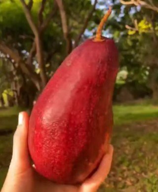 red avocado garden Fruit Live Plant Rare - Plant for Your Home Garden