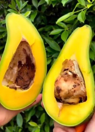 Russell Avocado Tree garden Fruit Live Plant Rare - Plant for Your Home Garden