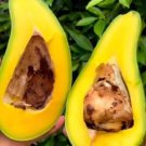 Russell Avocado Tree garden Fruit Live Plant Rare - Plant for Your Home Garden