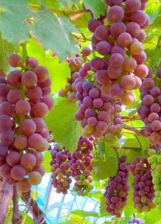 Red Flame, Thompson garden Fruit Live Plant Rare - Plant for Your Home Garden