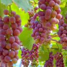 Red Flame, Thompson garden Fruit Live Plant Rare - Plant for Your Home Garden