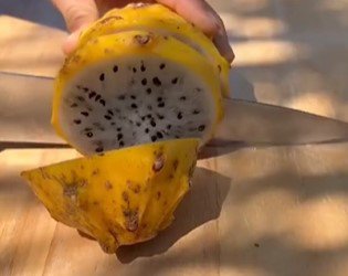 Yellow dragon fruit Tree garden Fruit Live Plant Rare - Plant for Your Home Garden