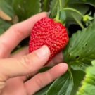 Honeoye Strawberry Bare Root Fruit Live Plant Rare - Plant for Your Home Garden